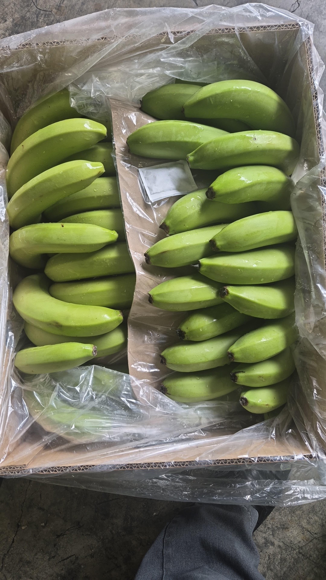 Fresh green plantains in wholesale crate — La Queen Produce plantain supplier